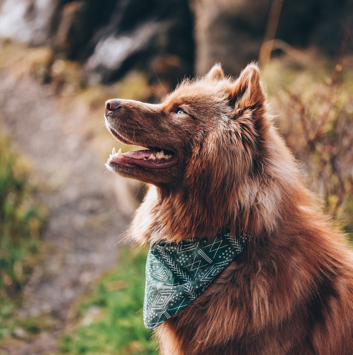 Forest Green Tribal Dog Bandana