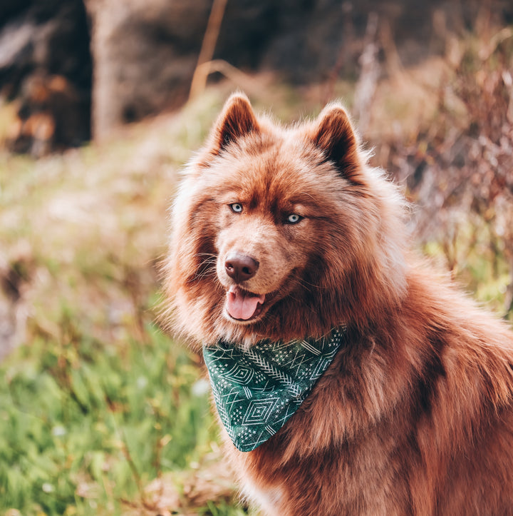 Forest Green Tribal Dog Bandana