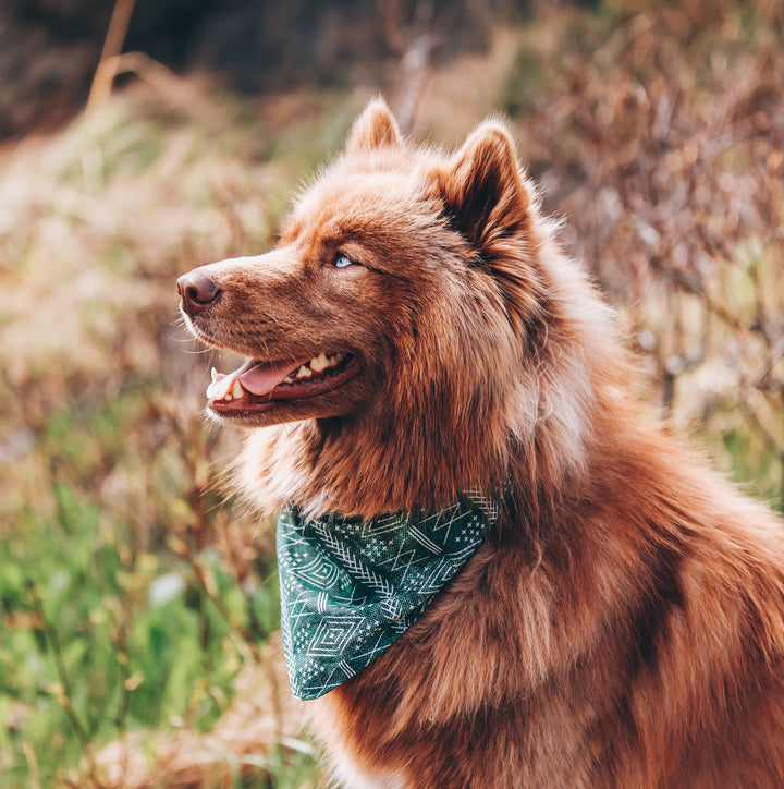 Forest Green Tribal Dog Bandana