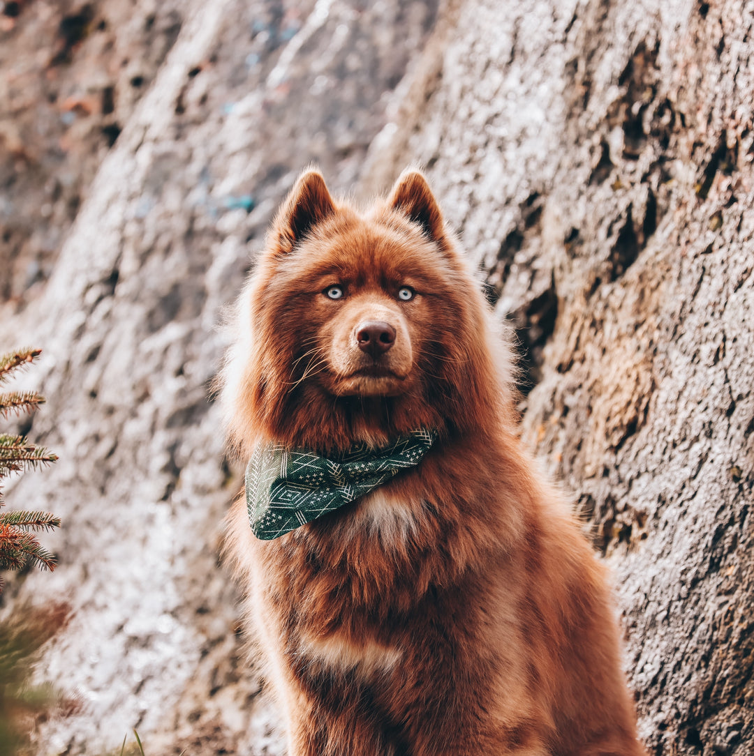 Forest Green Tribal Dog Bandana