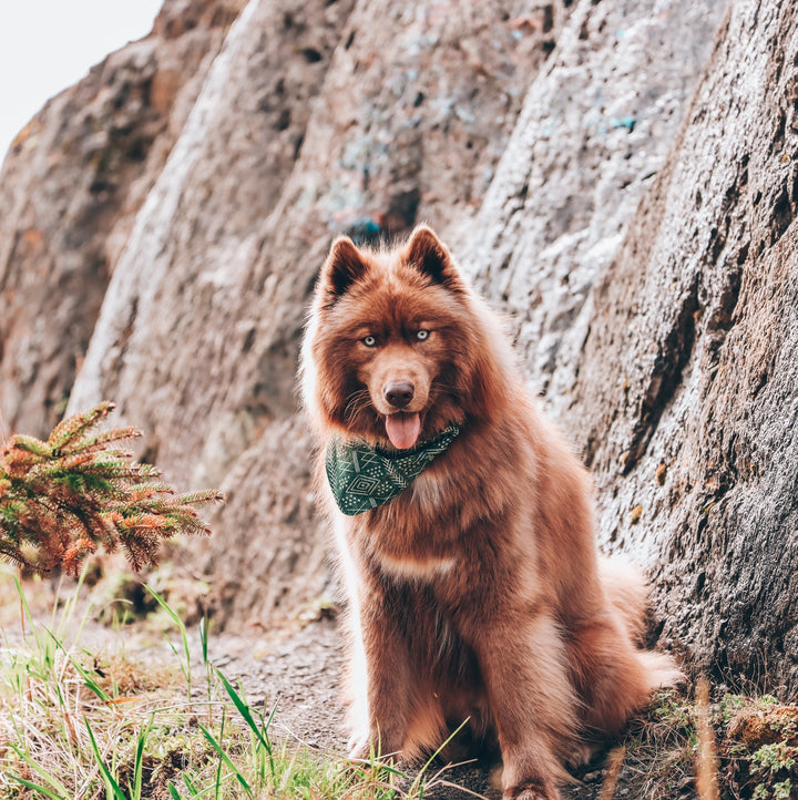 Forest Green Tribal Dog Bandana