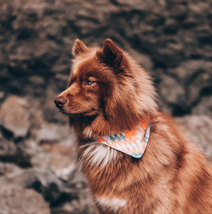 Aztec Sunrise Dog Bandana