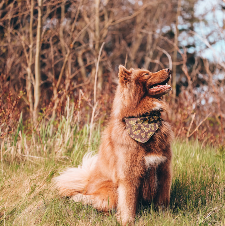 Retro Moth Insect Dog Bandana
