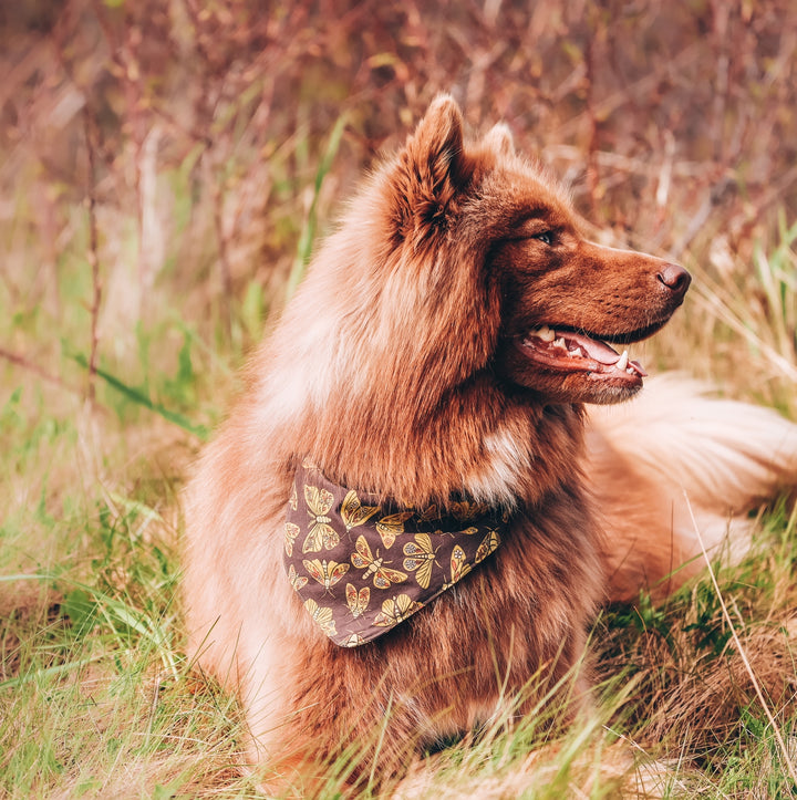 Retro Moth Insect Dog Bandana