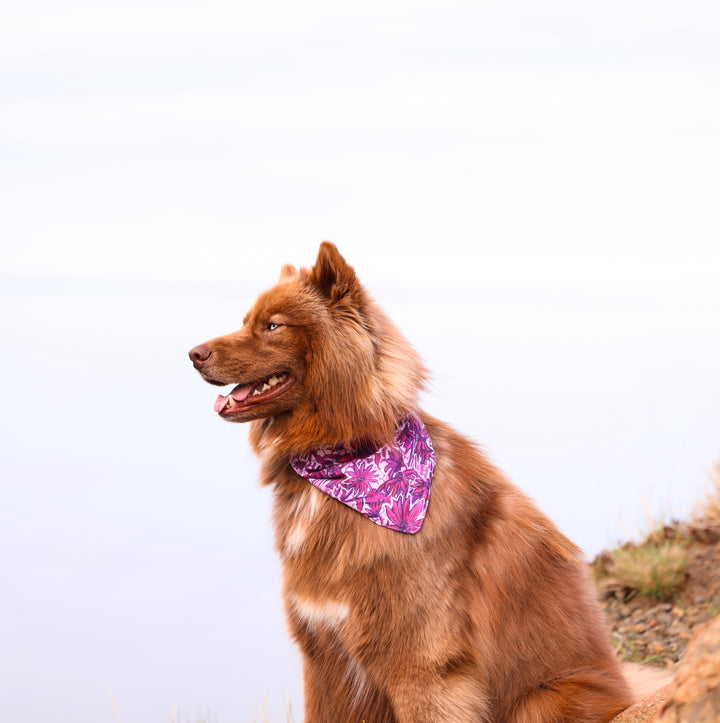 Pink Wildflower Daisy Dog Bandana