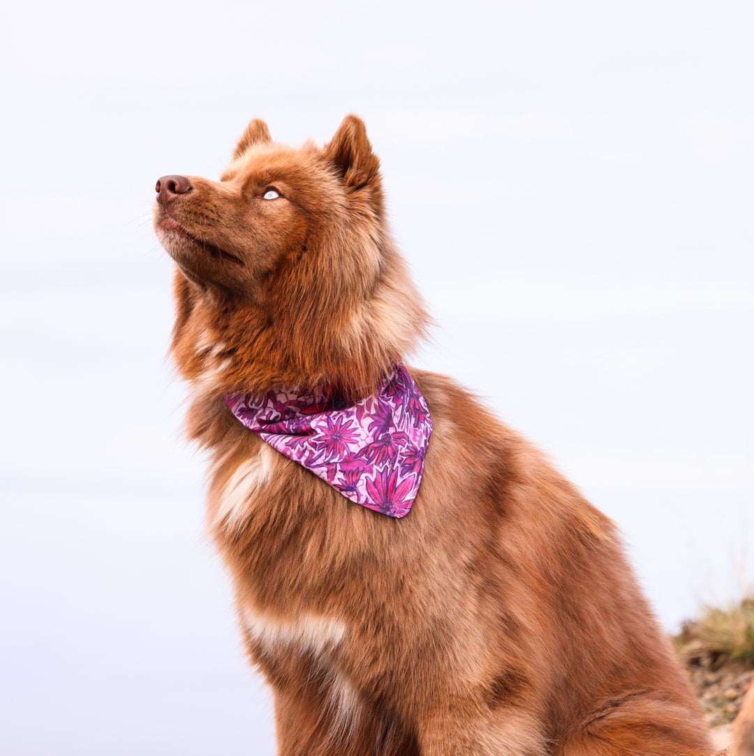 Pink Wildflower Daisy Dog Bandana