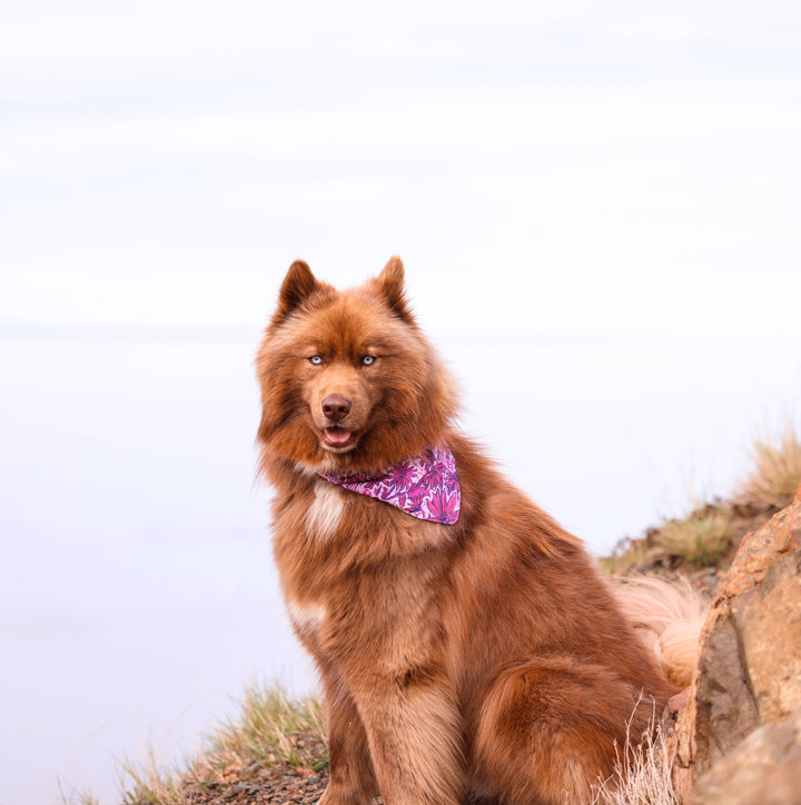 Pink Wildflower Daisy Dog Bandana