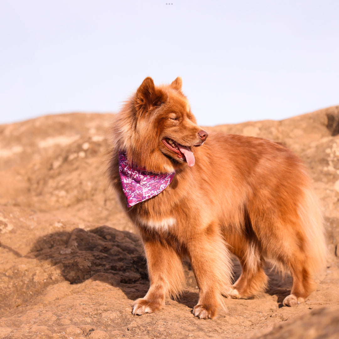 Pink Wildflower Daisy Dog Bandana