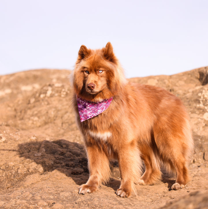 Pink Wildflower Daisy Dog Bandana