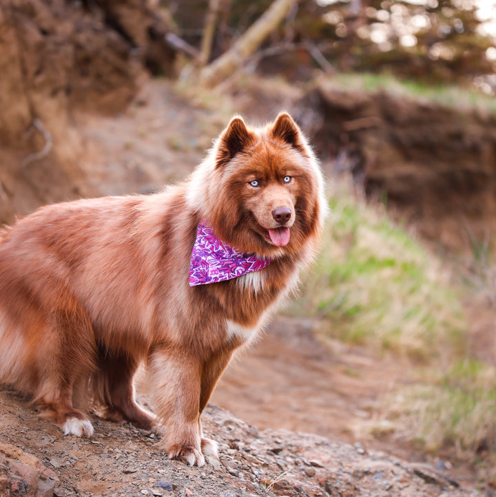 Pink Wildflower Daisy Dog Bandana