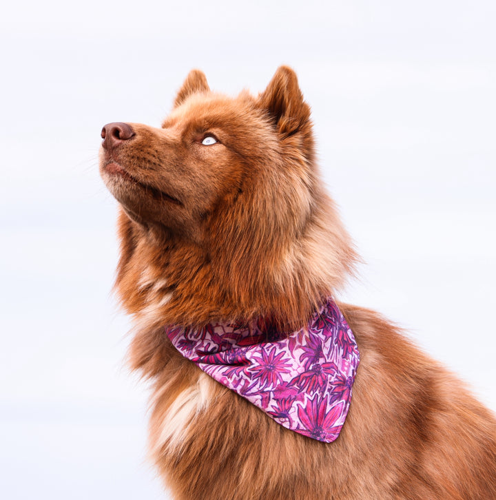 Pink Wildflower Daisy Dog Bandana