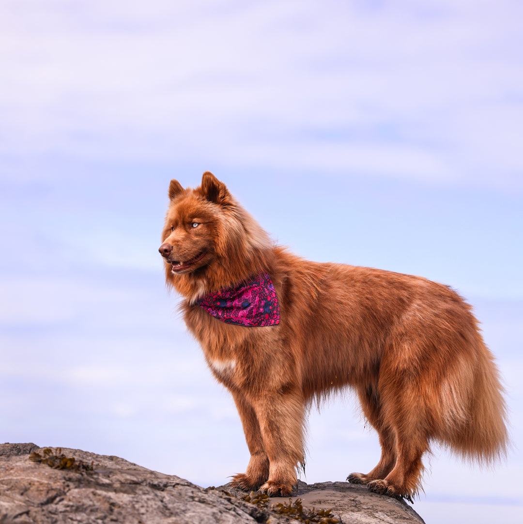 Mulberry Summer Dog Bandana