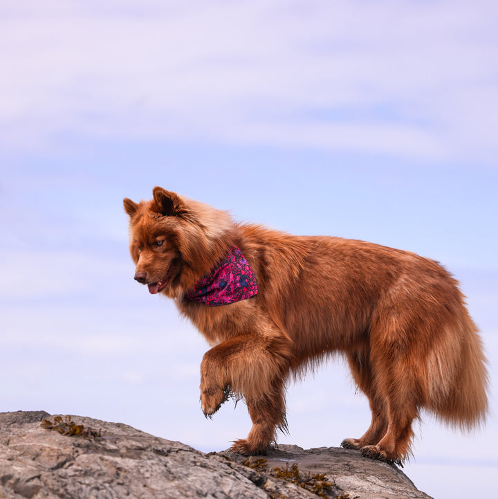 Mulberry Summer Dog Bandana