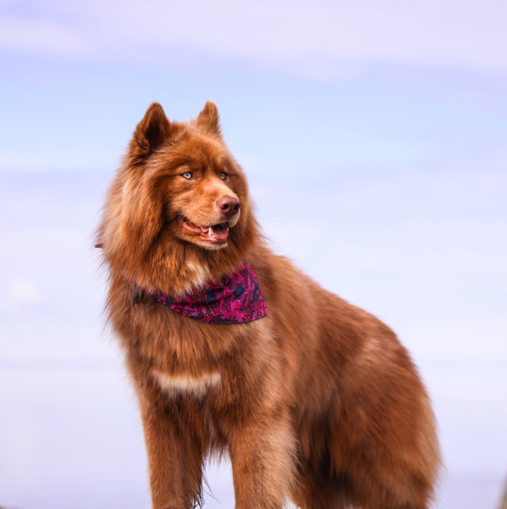 Mulberry Summer Dog Bandana