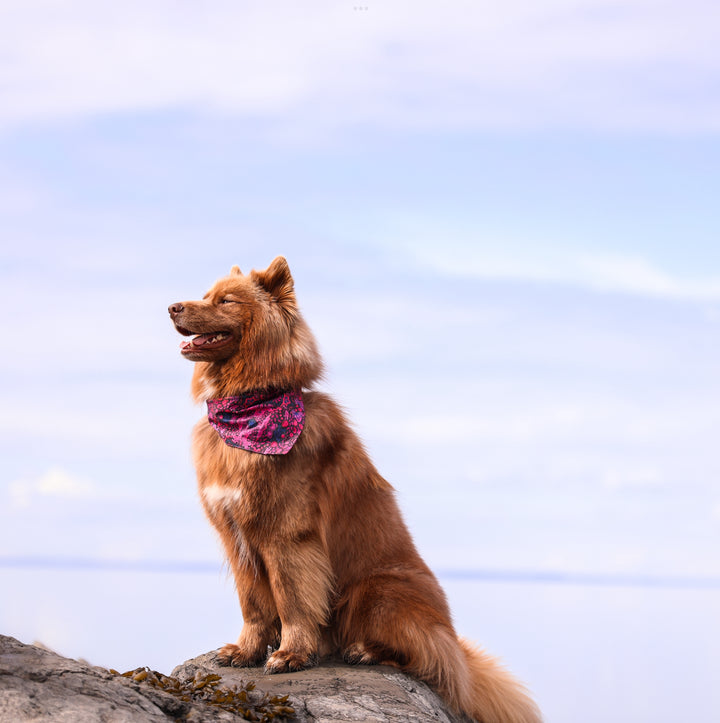Mulberry Summer Dog Bandana