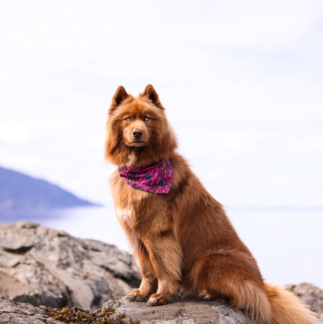 Mulberry Summer Dog Bandana