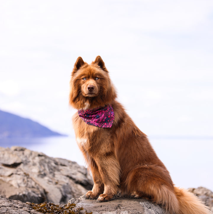 Mulberry Summer Dog Bandana