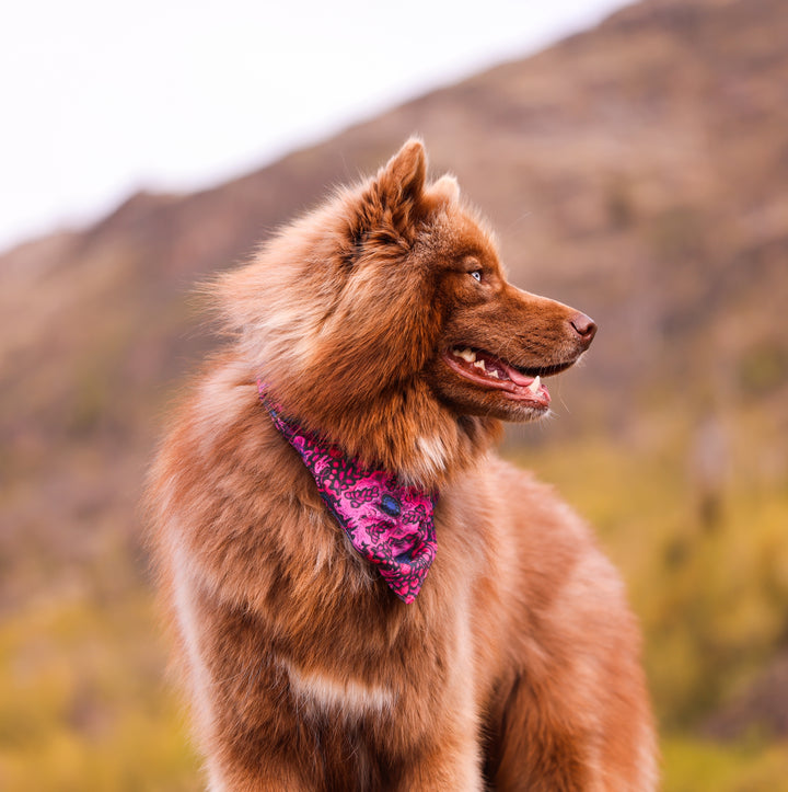 Mulberry Summer Dog Bandana