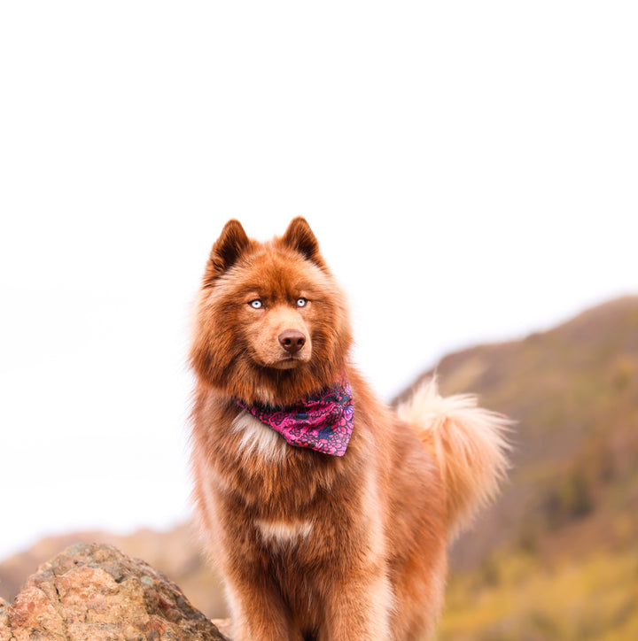 Mulberry Summer Dog Bandana
