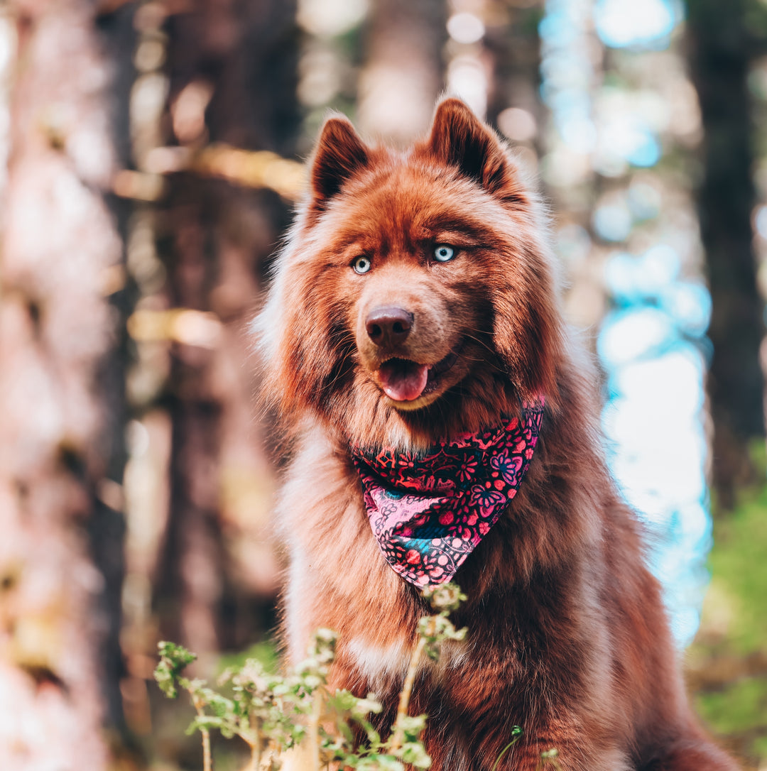 Mulberry Summer Dog Bandana