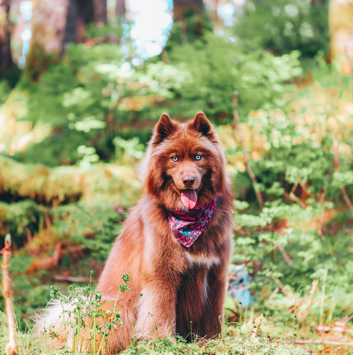 Mulberry Summer Dog Bandana