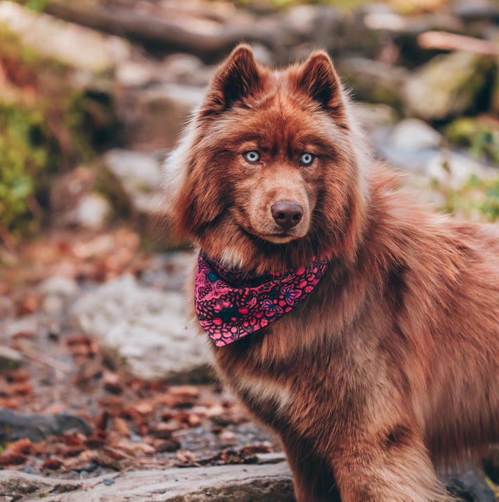 Mulberry Summer Dog Bandana