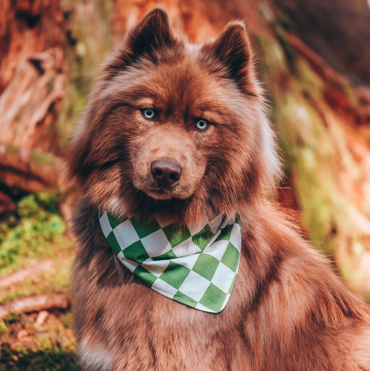 Green & White Checkered Dog Bandana