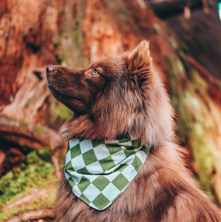 Green & White Checkered Dog Bandana