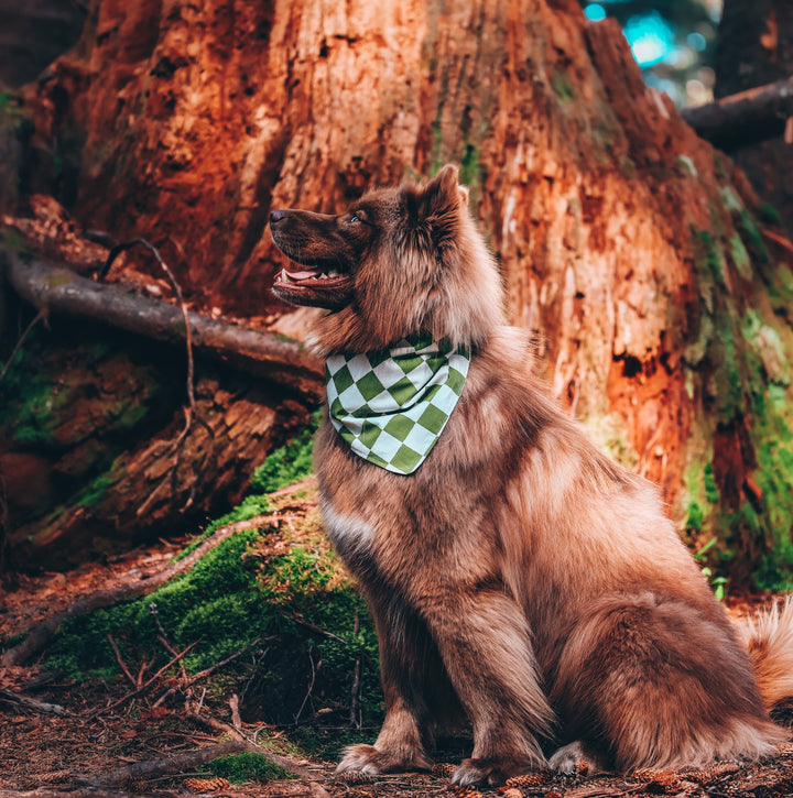 Green & White Checkered Dog Bandana