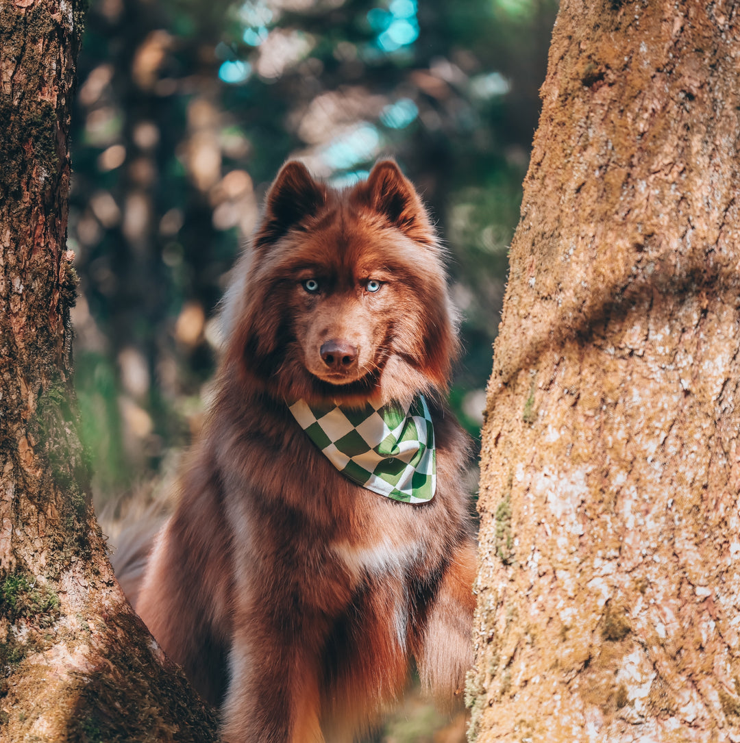 Green & White Checkered Dog Bandana
