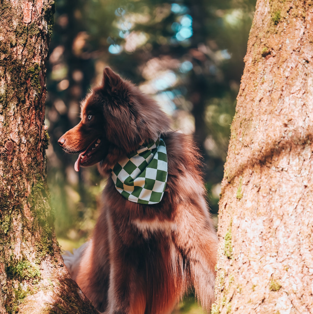 Green & White Checkered Dog Bandana