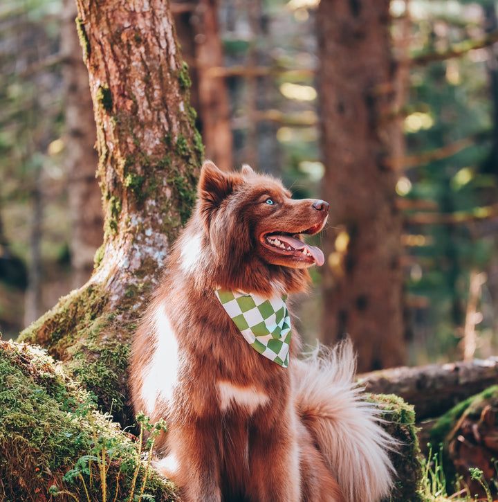 Green & White Checkered Dog Bandana