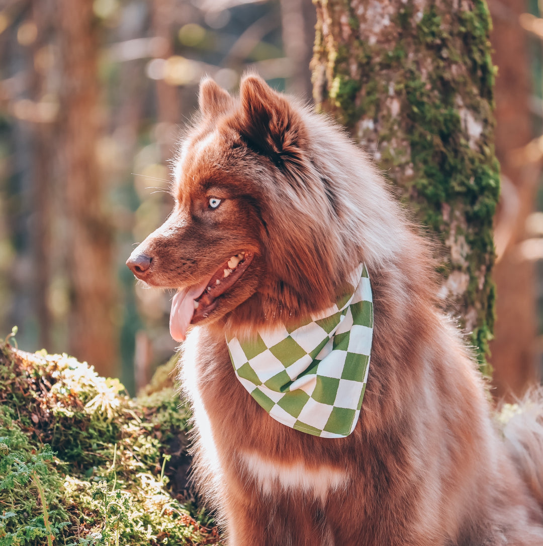 Green & White Checkered Dog Bandana