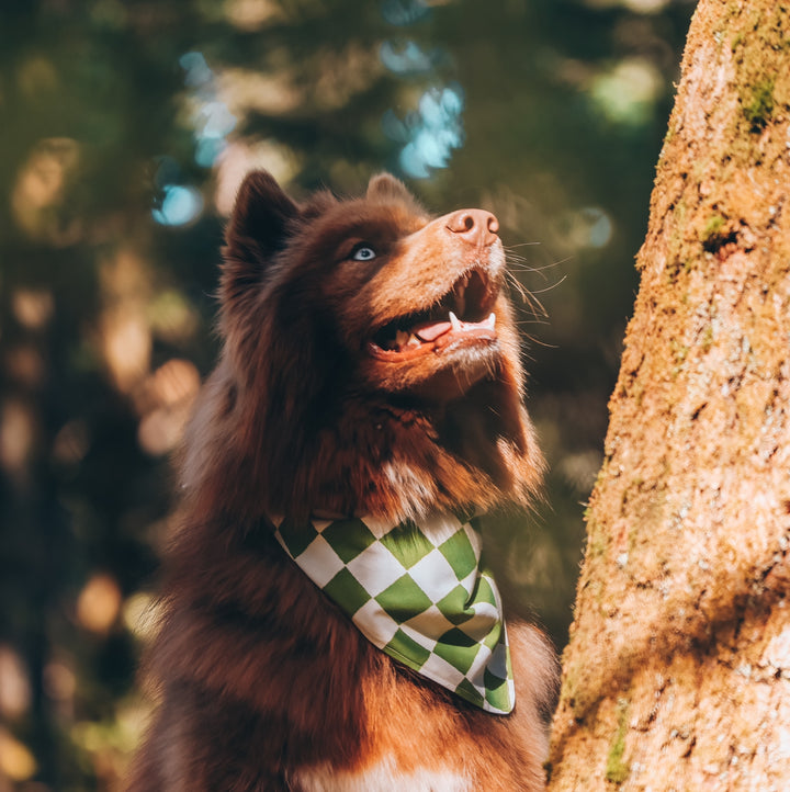 Green & White Checkered Dog Bandana