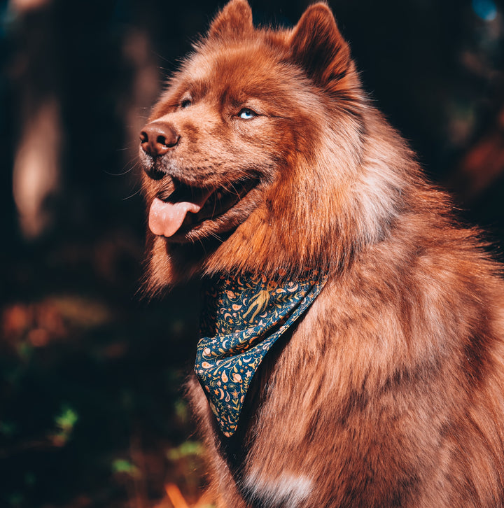Eclectic Alien & Spaceship Dog Bandana