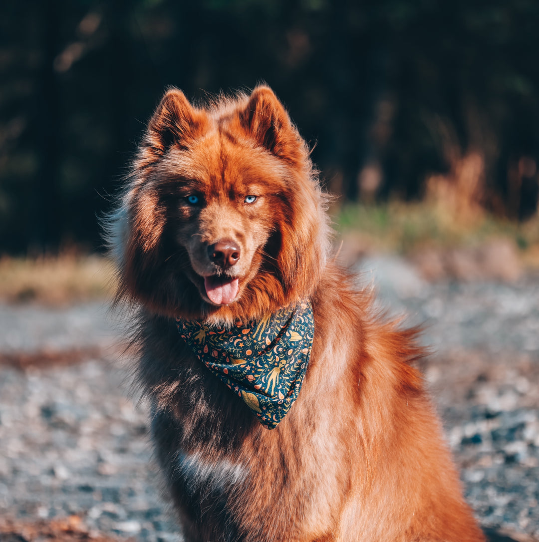 Eclectic Alien & Spaceship Dog Bandana