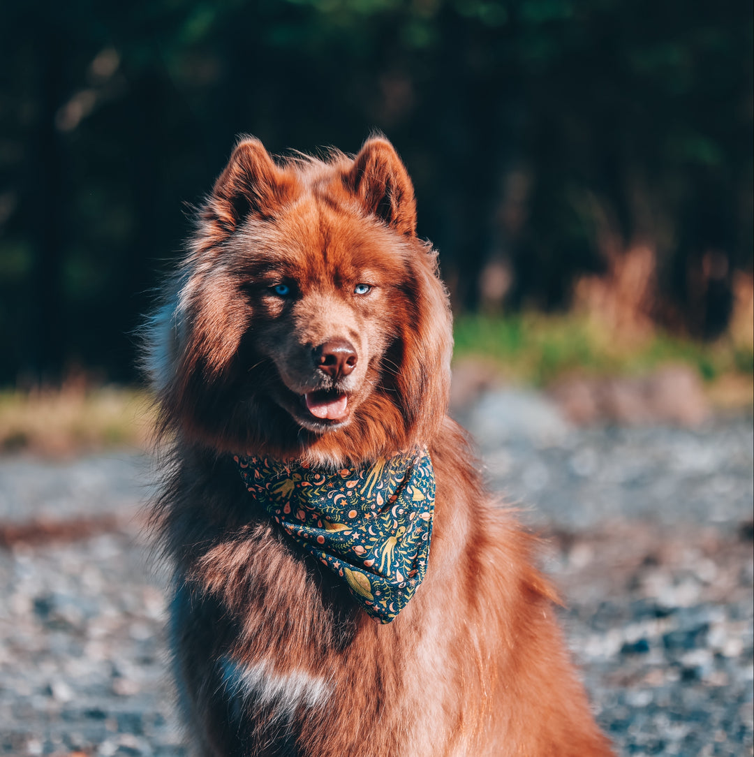 Eclectic Alien & Spaceship Dog Bandana