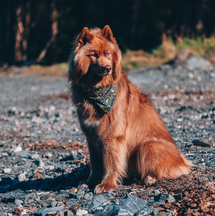 Eclectic Alien & Spaceship Dog Bandana