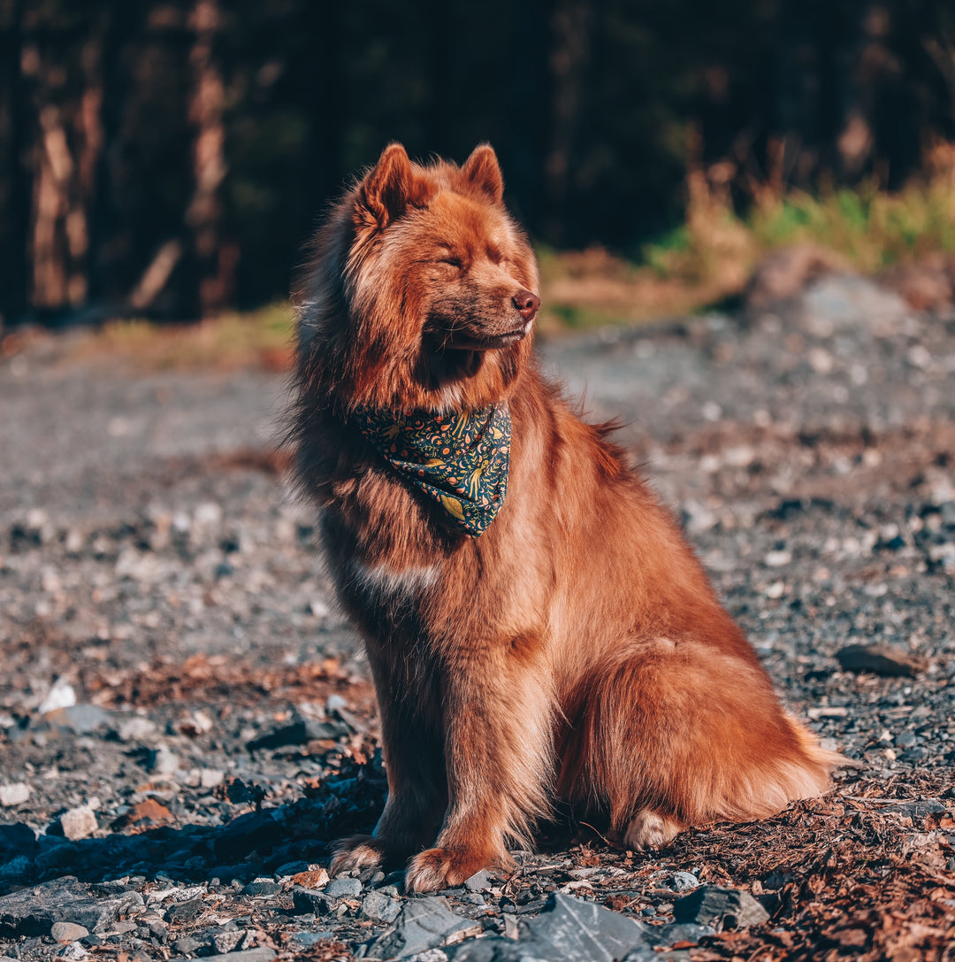 Eclectic Alien & Spaceship Dog Bandana