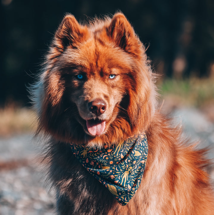Eclectic Alien & Spaceship Dog Bandana