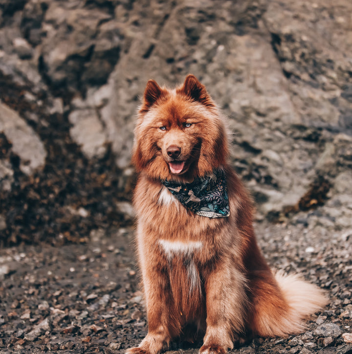 Whimsical Wolves Dog Bandana