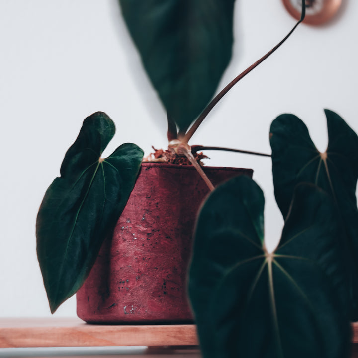 Rustic Red Cork Planter Cover Pot • Multiple Sizes