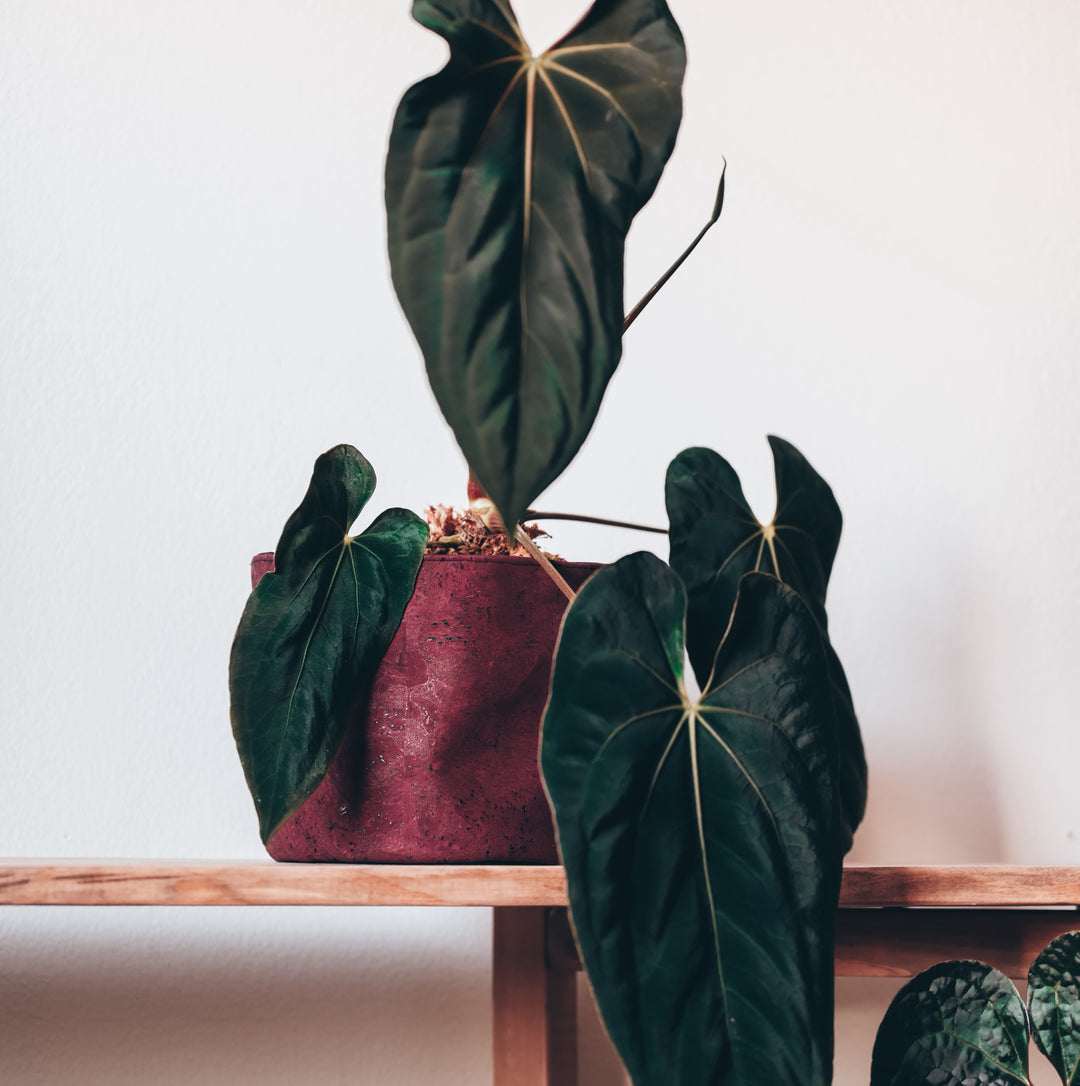 Rustic Red Cork Planter Cover Pot • Multiple Sizes