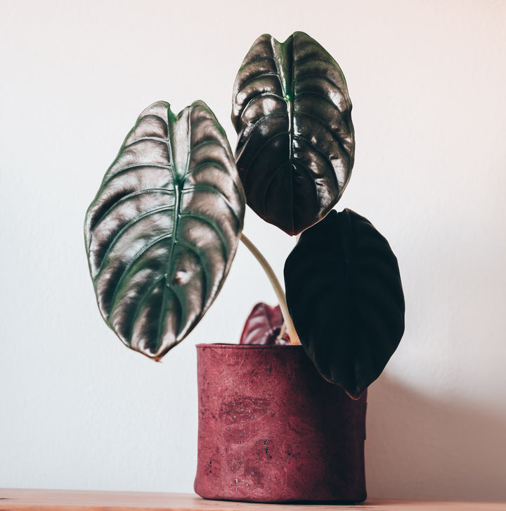 Rustic Red Cork Planter Cover Pot • Multiple Sizes