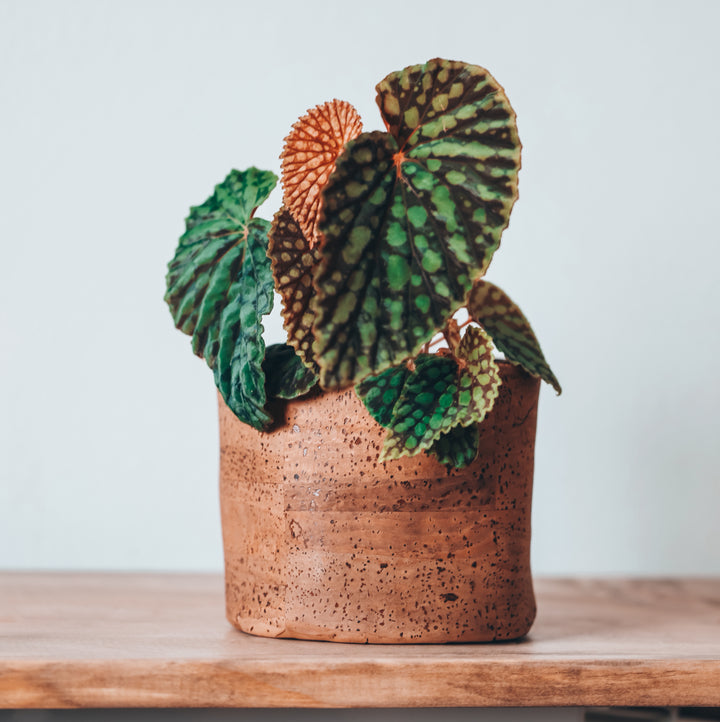 Mocha Brown Cork Planter Cover Pot • Multiple Sizes