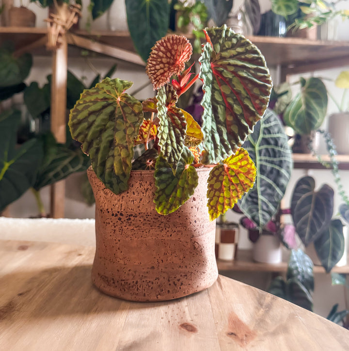 Mocha Brown Cork Planter Cover Pot • Multiple Sizes