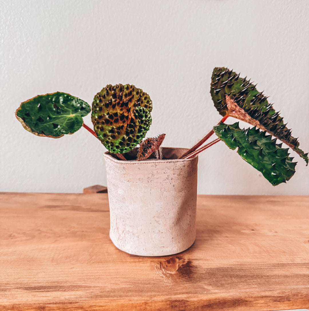White Cork Planter Cover Pot • Multiple Sizes