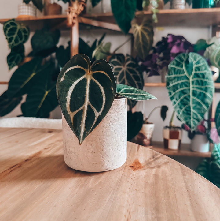 White Cork Planter Cover Pot • Multiple Sizes