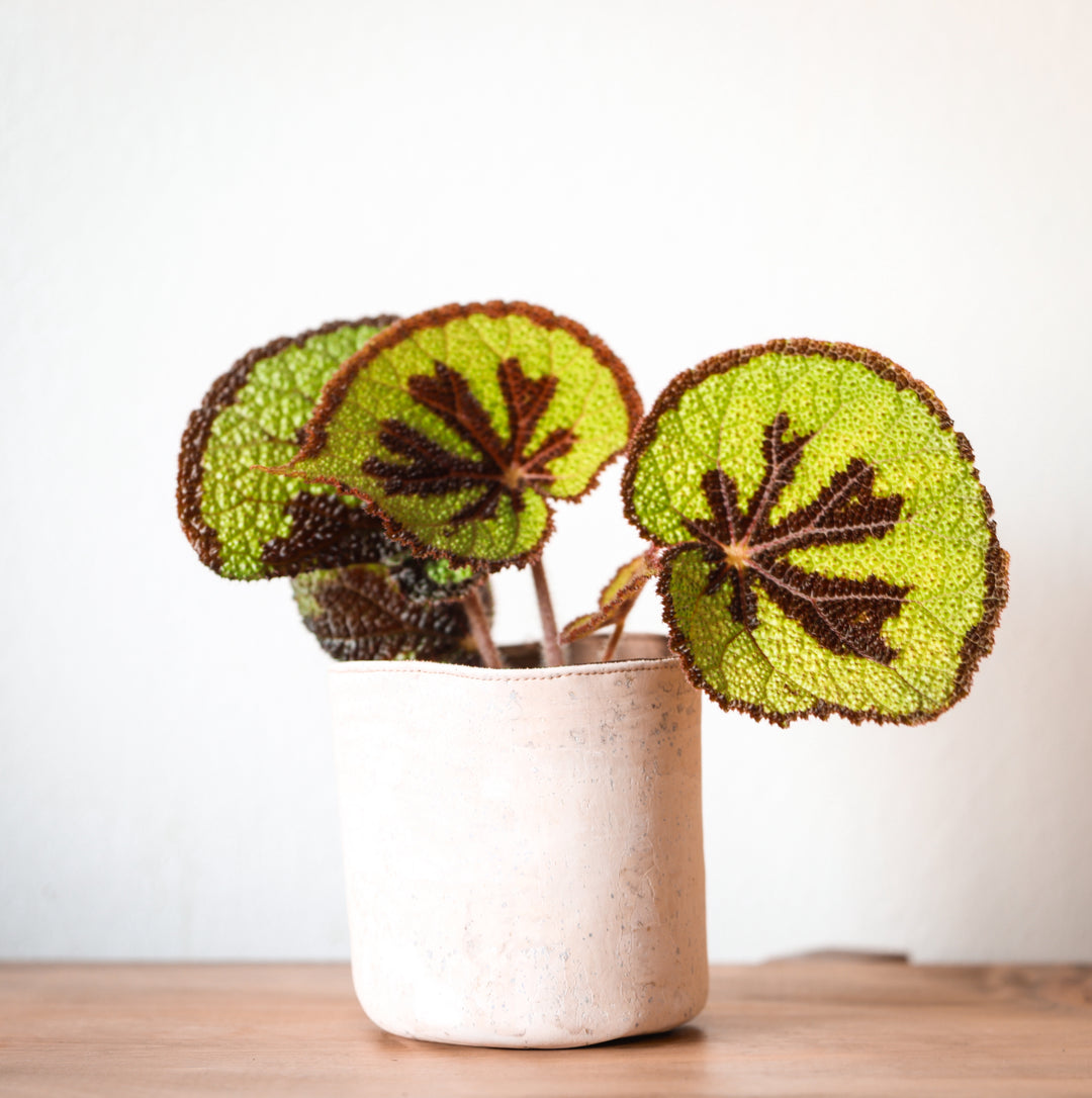 White Cork Planter Cover Pot • Multiple Sizes