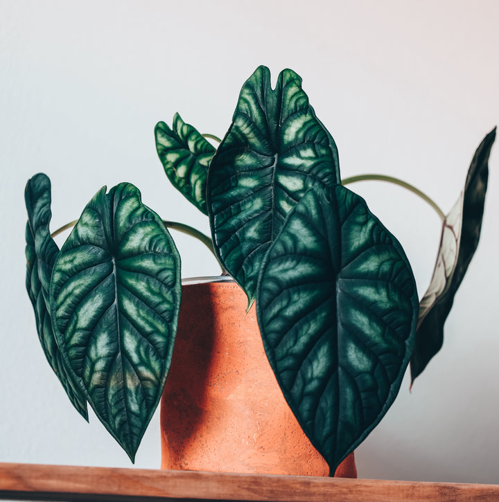Retro Muted Orange Cork Planter Cover Pot